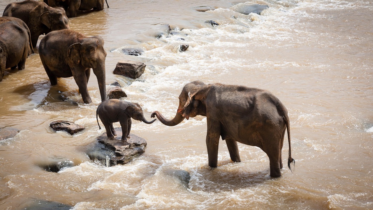 Agir avec nous Image représentant deux grands éléphants soutenant un éléphanteau pour l’aider à traverser un cours d’eau, symbole de solidarité et d’action collective.